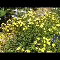 Lin - Linum Campanulatum (fam Linacees) (Europe meridionale) (02)